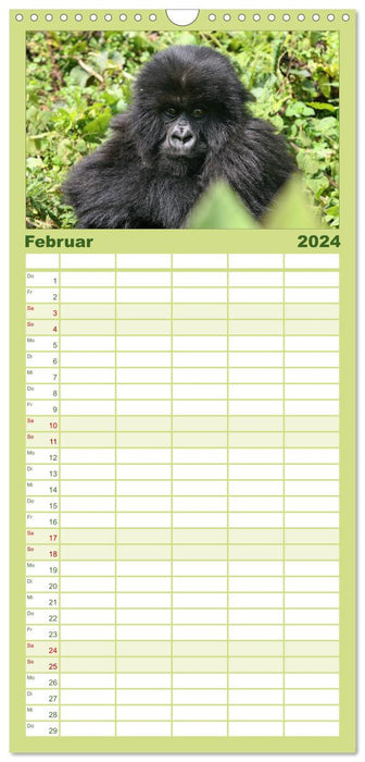 Gorilles de montagne - les gentils géants (Agenda familial CALVENDO 2024) 