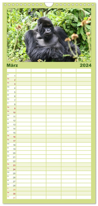 Berggorillas - die sanften Riesen (CALVENDO Familienplaner 2024)