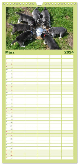 Husky Welpen (CALVENDO Familienplaner 2024)