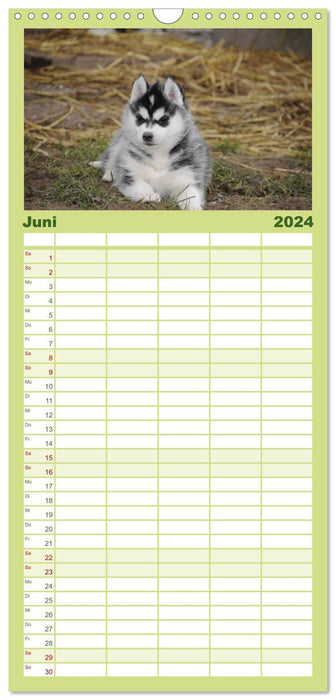 Husky Welpen (CALVENDO Familienplaner 2024)