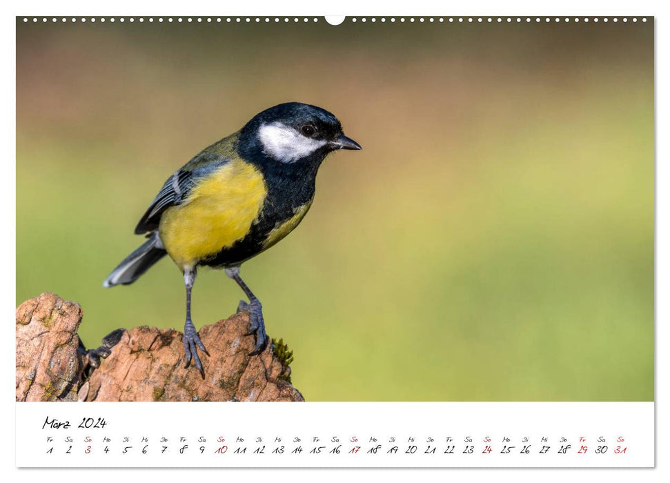 Local birdlife (CALVENDO wall calendar 2024) 