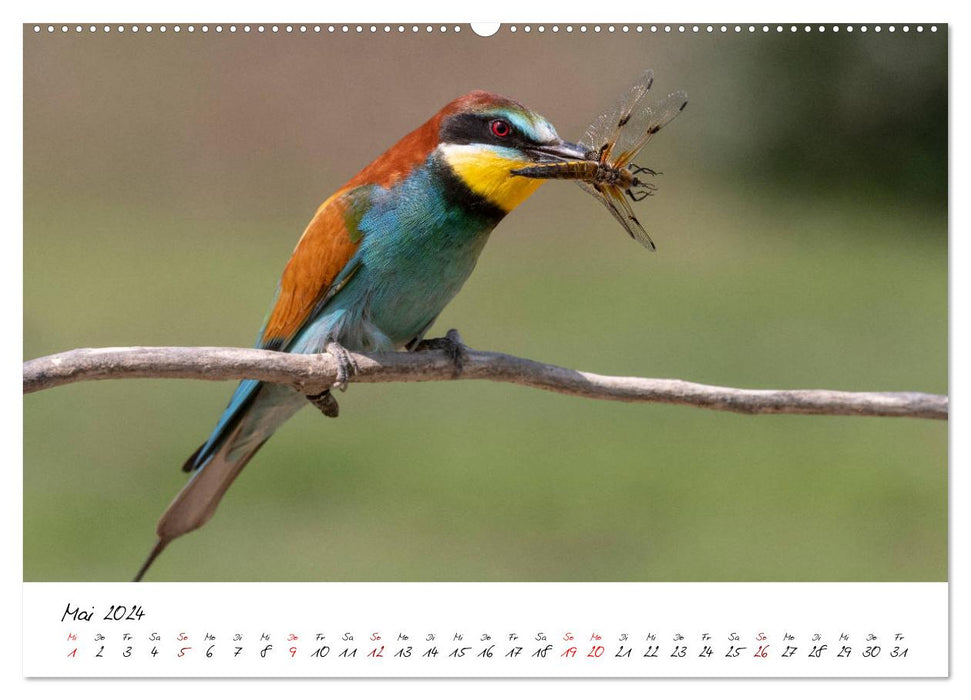 Heimische Vogelwelt (CALVENDO Wandkalender 2024)