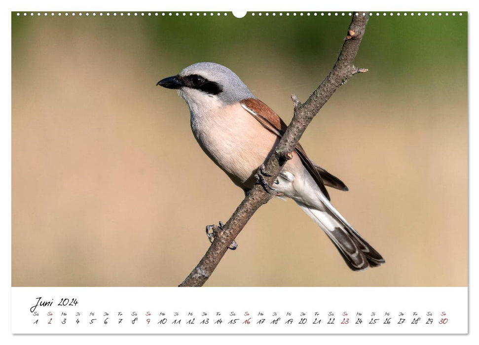 Heimische Vogelwelt (CALVENDO Wandkalender 2024)