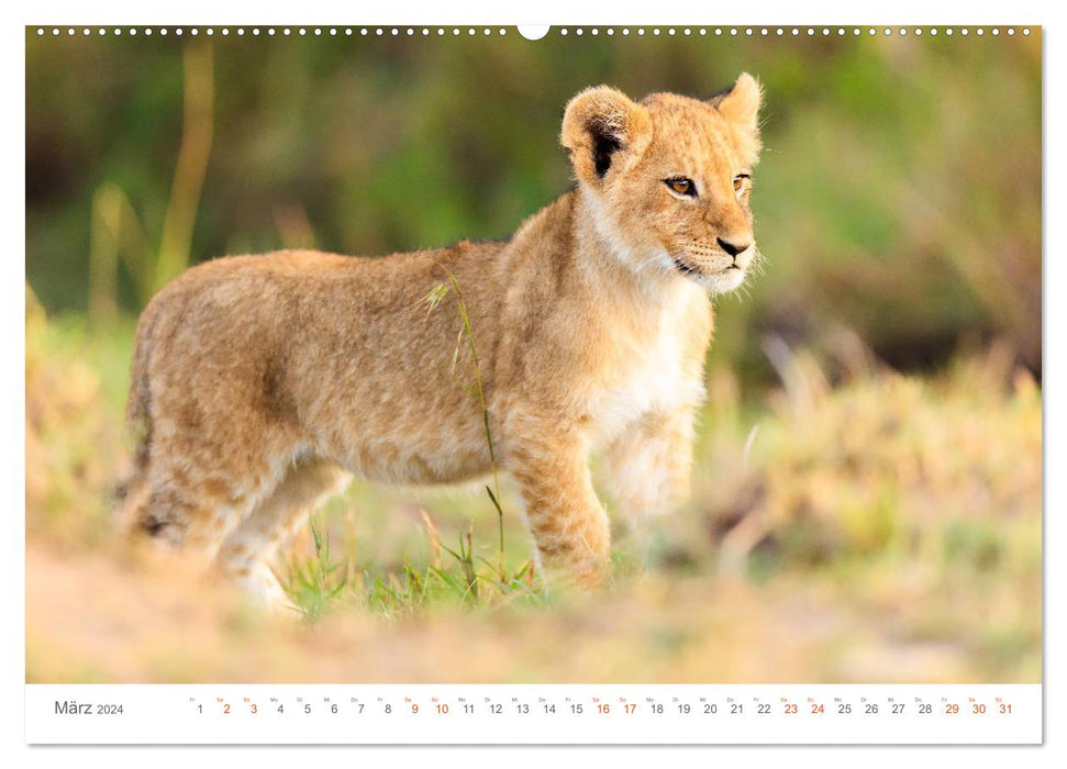Safari Kenia (CALVENDO Premium Wandkalender 2024)
