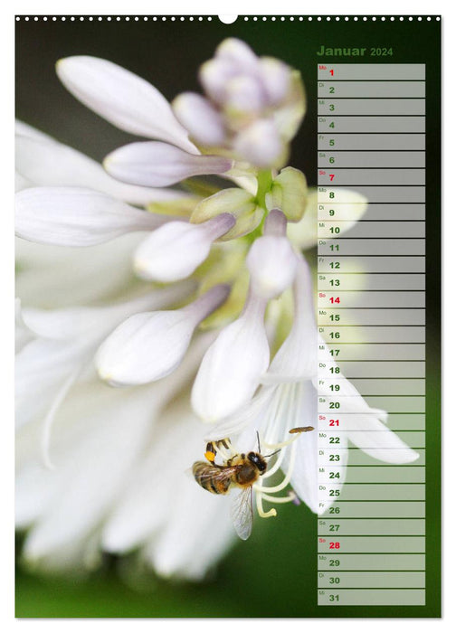 Hostas Herzblattlilien Funkien (CALVENDO Premium Wandkalender 2024)