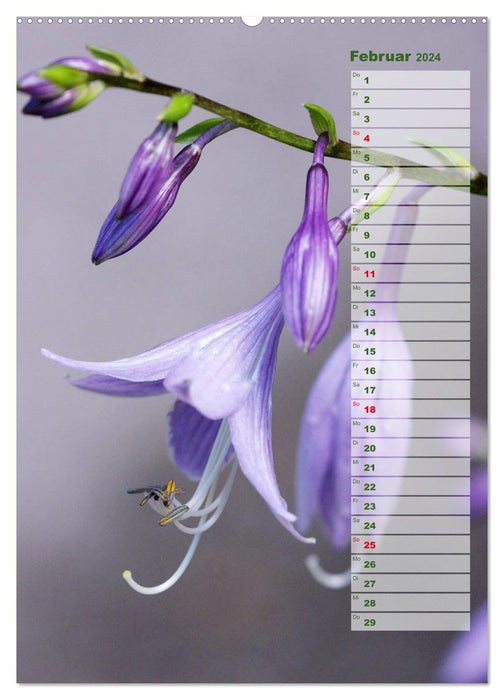 Hostas Herzblattlilien Funkien (CALVENDO Premium Wandkalender 2024)