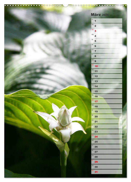 Hostas Herzblattlilien Funkien (CALVENDO Premium Wandkalender 2024)