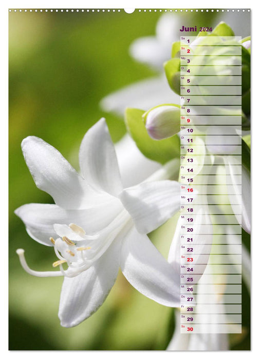 Hostas Sweetheart Lilies Hostas (CALVENDO Premium Wall Calendar 2024) 