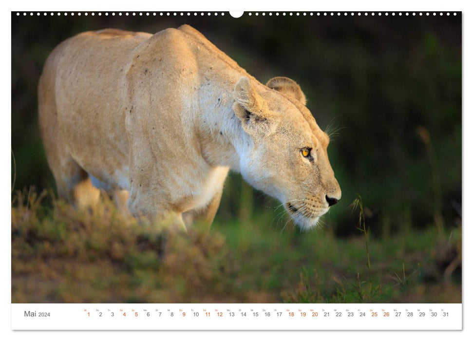 Safari Kenia (CALVENDO Wandkalender 2024)