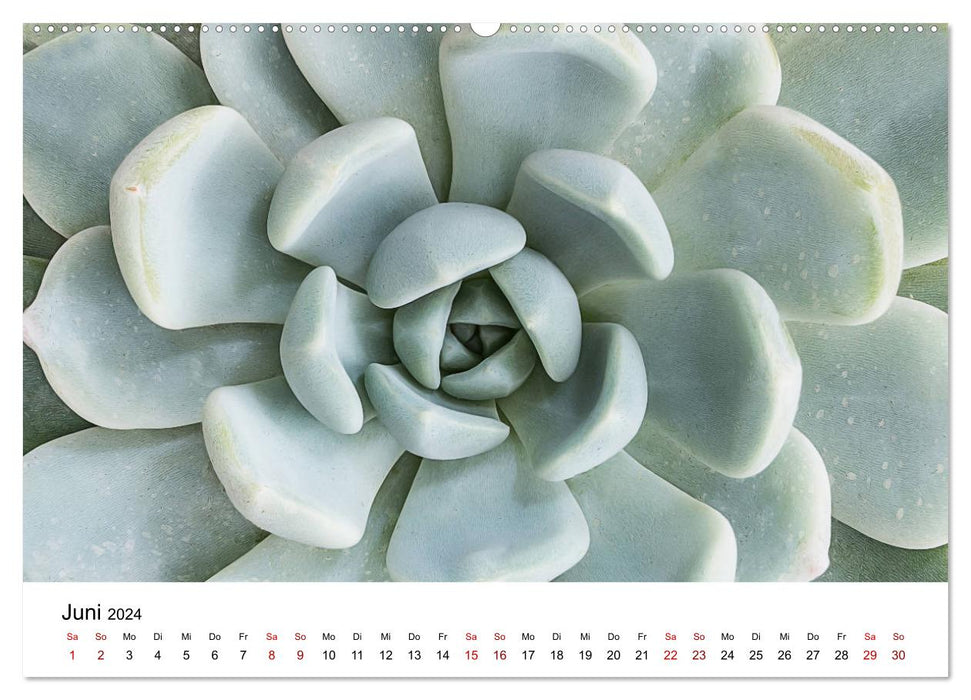 Succulent Gallery (CALVENDO Wall Calendar 2024) 