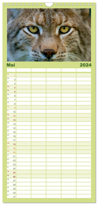 Le lynx - sur les traces de l'oreille en brosse (Agenda familial CALVENDO 2024) 