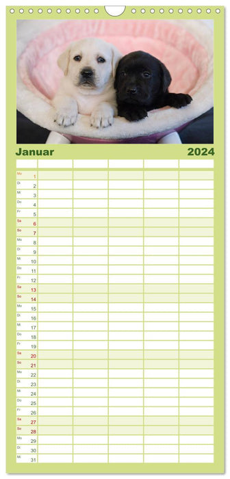 Labrador Welpen (CALVENDO Familienplaner 2024)