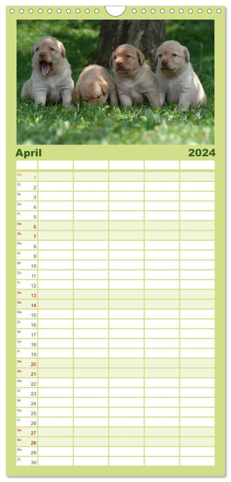 Chiots Labrador (Agenda familial CALVENDO 2024) 