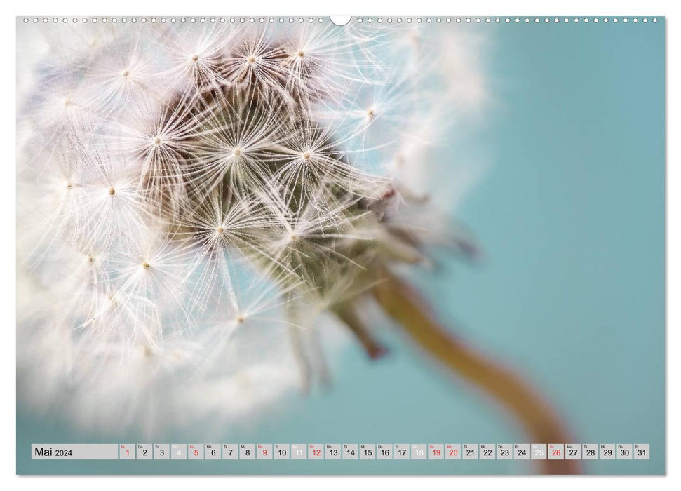 Dandelion Magic (CALVENDO Wall Calendar 2024) 