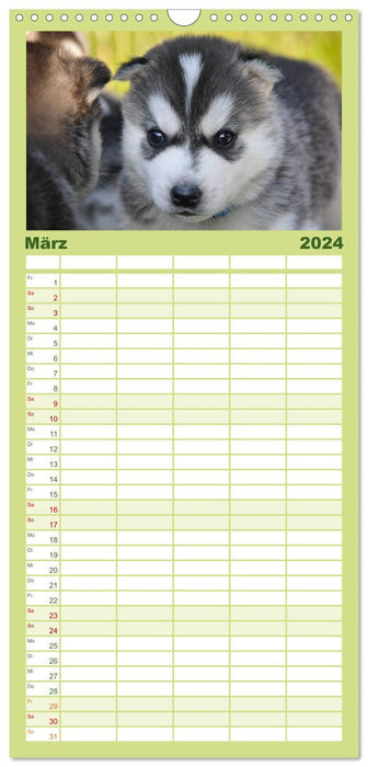 Huskys - Traumhunde (CALVENDO Familienplaner 2024)