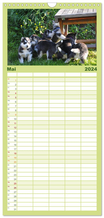 Huskies - chiens de rêve (Agenda familial CALVENDO 2024) 