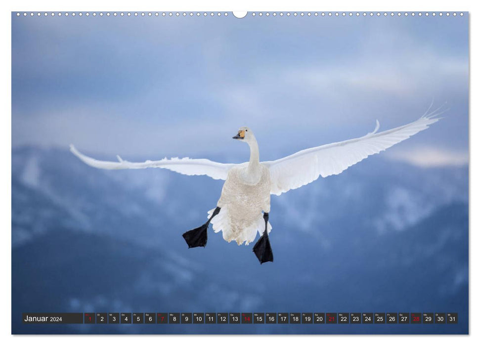 Japanese birdlife in winter (CALVENDO Premium Wall Calendar 2024) 