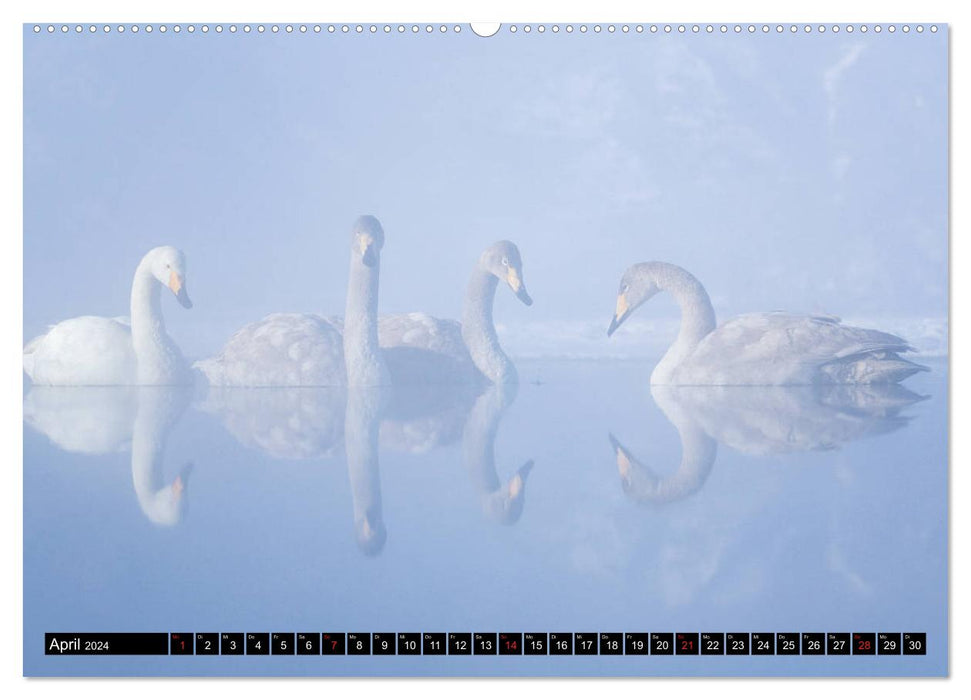 Japanese birdlife in winter (CALVENDO Premium Wall Calendar 2024) 