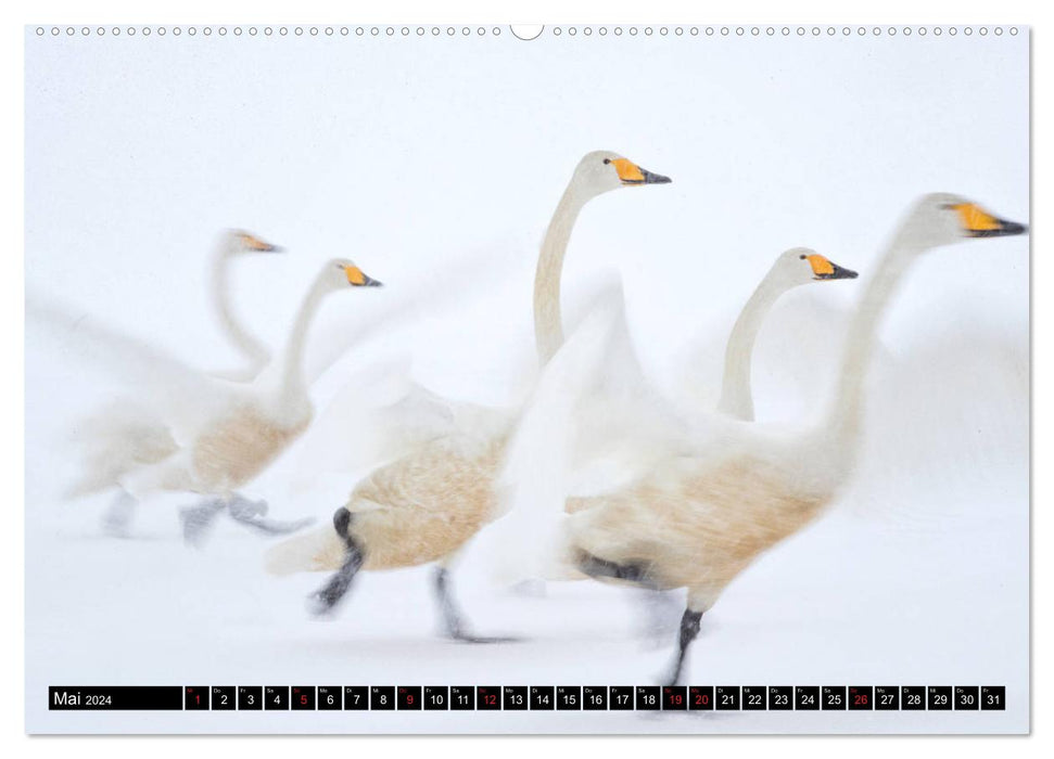 Japanese birdlife in winter (CALVENDO Premium Wall Calendar 2024) 