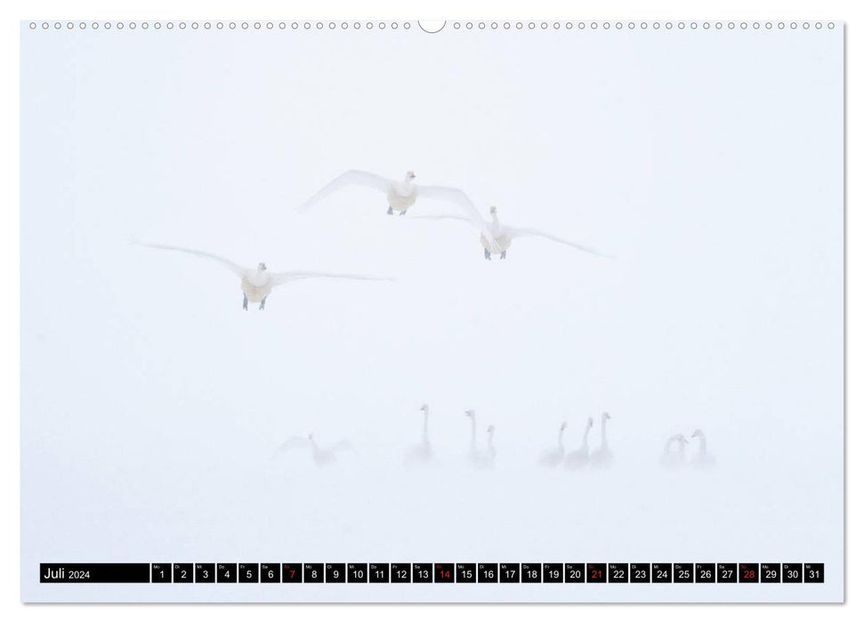 Japanese birdlife in winter (CALVENDO Premium Wall Calendar 2024) 