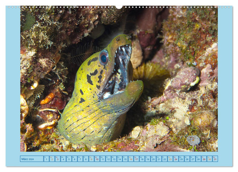 Portrait: Meeresfische (CALVENDO Premium Wandkalender 2024)