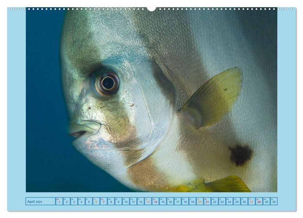 Portrait: Sea fish (CALVENDO Premium Wall Calendar 2024) 