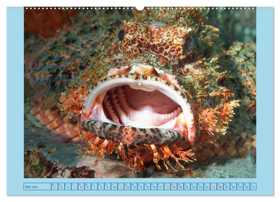 Portrait: Meeresfische (CALVENDO Premium Wandkalender 2024)