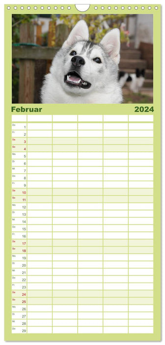 Siberian Husky - der Urtyp (CALVENDO Familienplaner 2024)