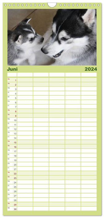 Siberian Husky - der Urtyp (CALVENDO Familienplaner 2024)