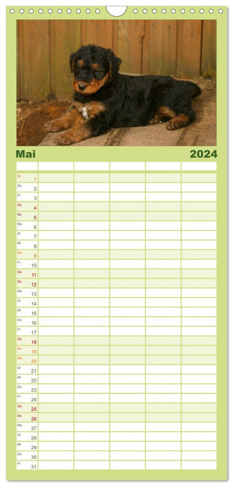Airedale Terrier Welpen (CALVENDO Familienplaner 2024)