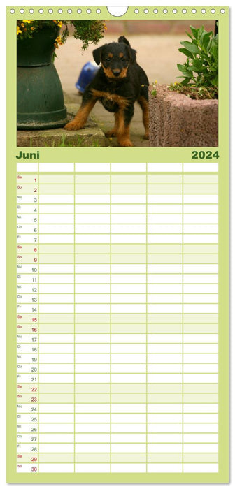 Airedale Terrier Welpen (CALVENDO Familienplaner 2024)