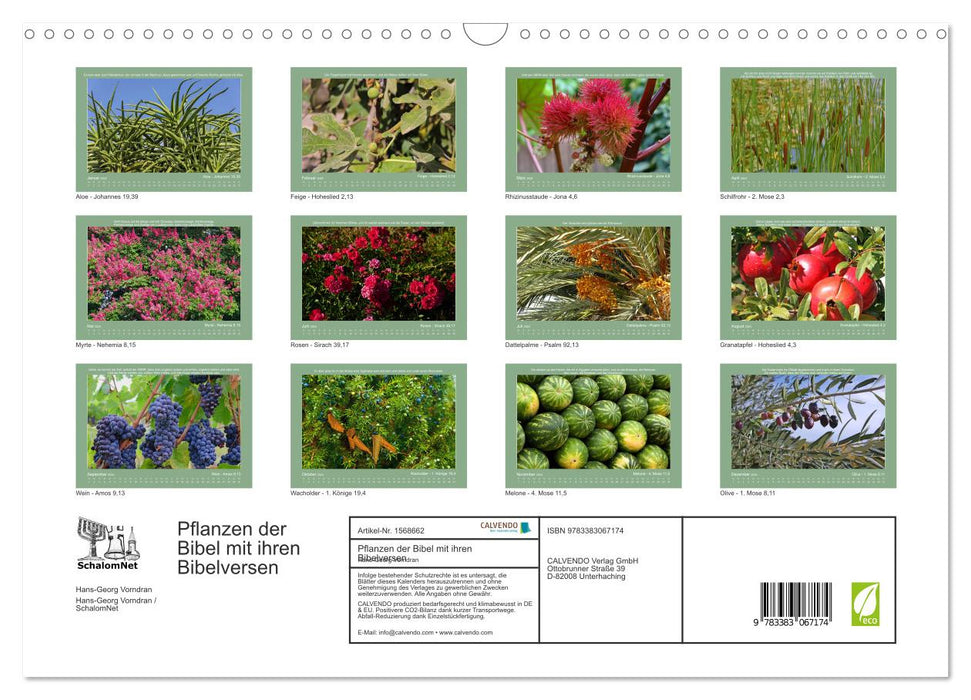 Plants of the Bible (CALVENDO wall calendar 2024) 