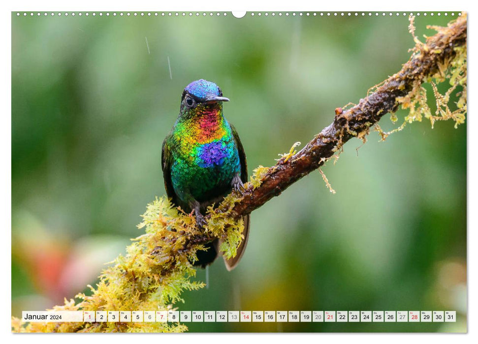 Kolibris - Edelsteine der Lüfte (CALVENDO Premium Wandkalender 2024)