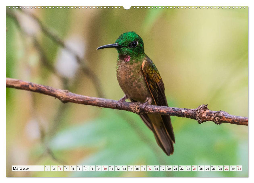 Kolibris - Edelsteine der Lüfte (CALVENDO Premium Wandkalender 2024)