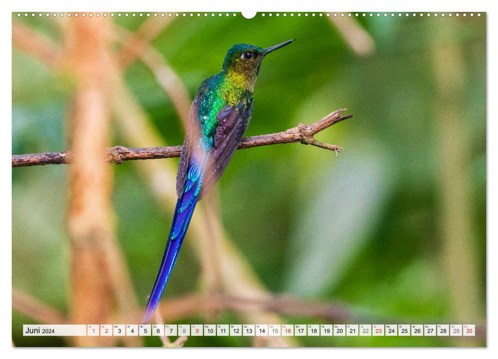 Kolibris - Edelsteine der Lüfte (CALVENDO Premium Wandkalender 2024)