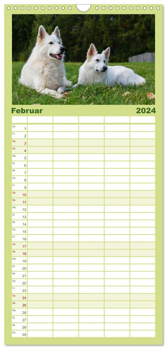 Weißer Schweizer Schäferhund - Ein Tag im Leben einer Hundefamilie (CALVENDO Familienplaner 2024)