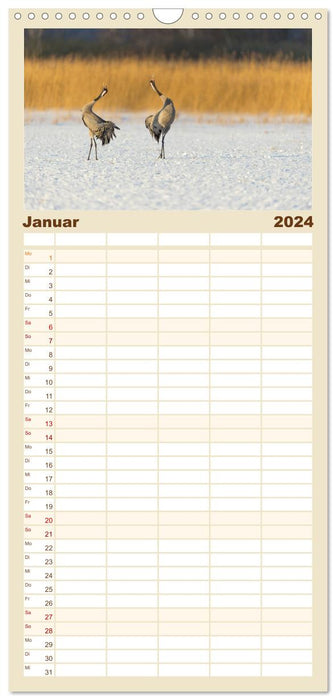Mit Kranichen durch das Jahr (CALVENDO Familienplaner 2024)