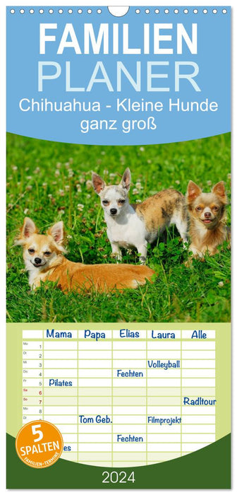 Chihuahua - Kleine Hunde ganz groß (CALVENDO Familienplaner 2024)
