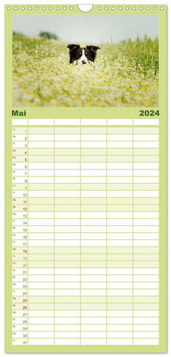 Der Bordercollie-Kalender (CALVENDO Familienplaner 2024)