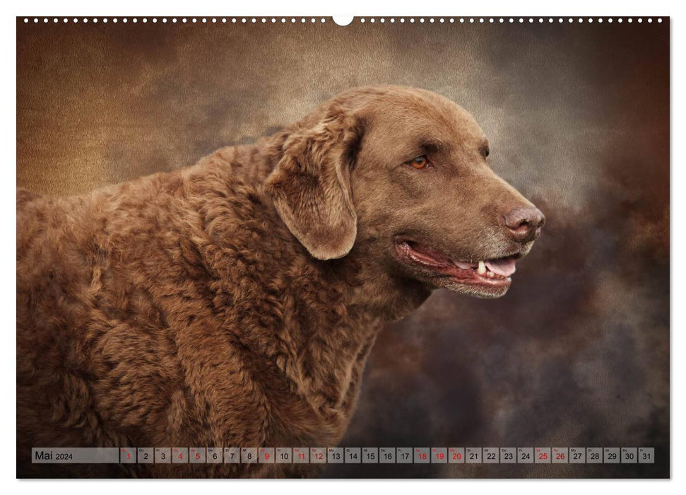 Hunting dogs in portrait (CALVENDO wall calendar 2024) 