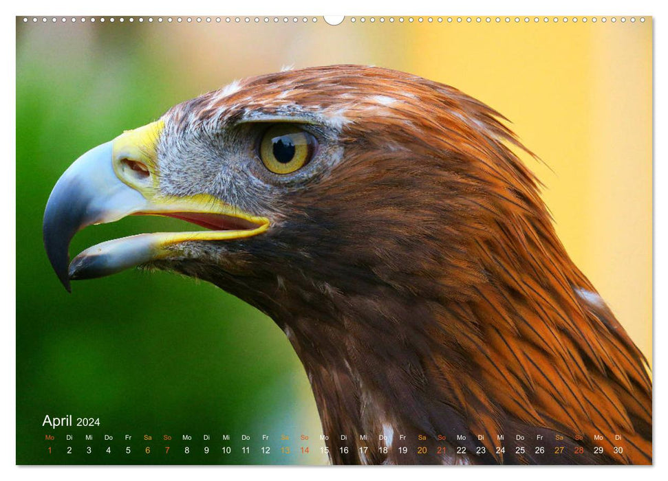 Oiseaux de chasse (Calendrier mural CALVENDO Premium 2024) 