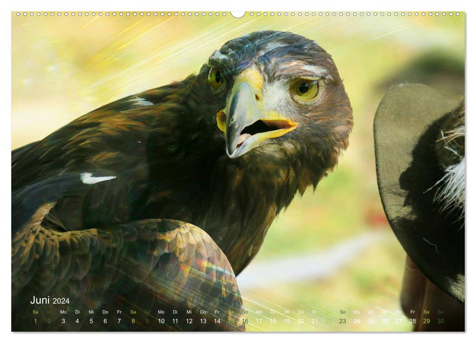 Hunting birds (CALVENDO Premium wall calendar 2024) 