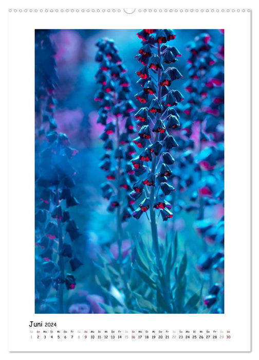Blauer Blütenzauber (CALVENDO Premium Wandkalender 2024)