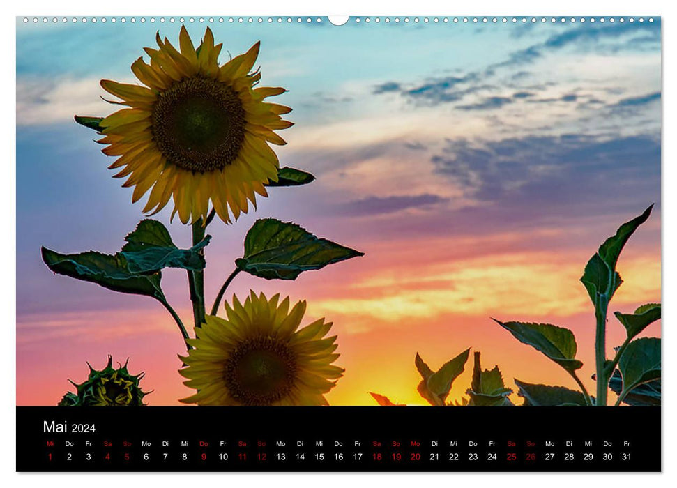 Blumen der Sonne (CALVENDO Premium Wandkalender 2024)
