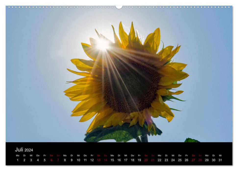 Blumen der Sonne (CALVENDO Premium Wandkalender 2024)