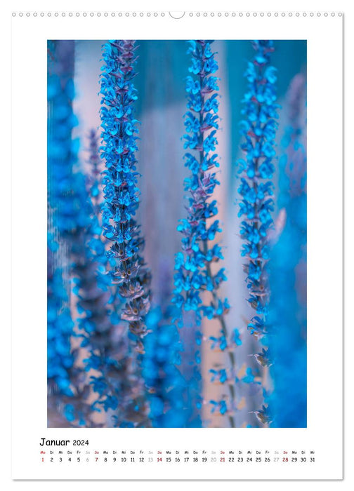 Magie des fleurs bleues (Calendrier mural CALVENDO 2024) 