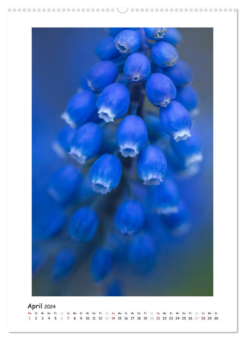 Blue flower magic (CALVENDO wall calendar 2024) 