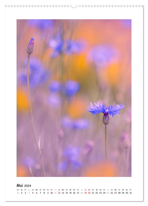 Blue flower magic (CALVENDO wall calendar 2024) 