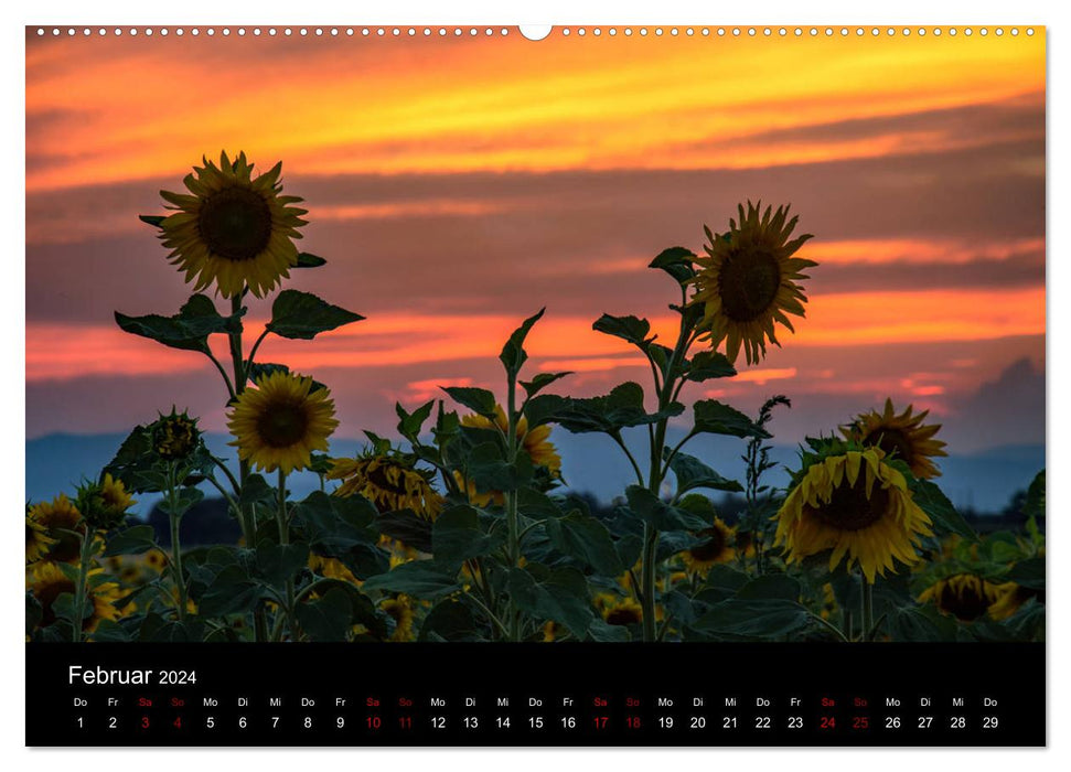 Flowers of the sun (CALVENDO wall calendar 2024) 