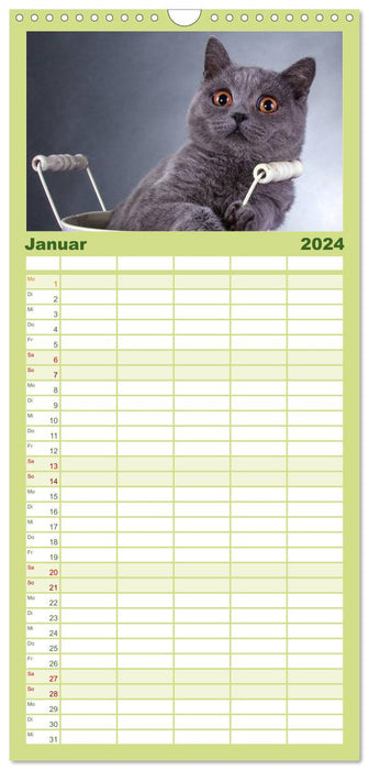 Britisch Kurzhaar Katzen (CALVENDO Familienplaner 2024)